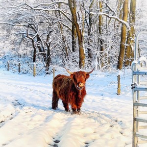 Winter_04